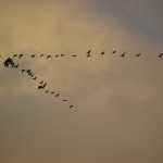 CANADIAN GEESE FLYING IN V