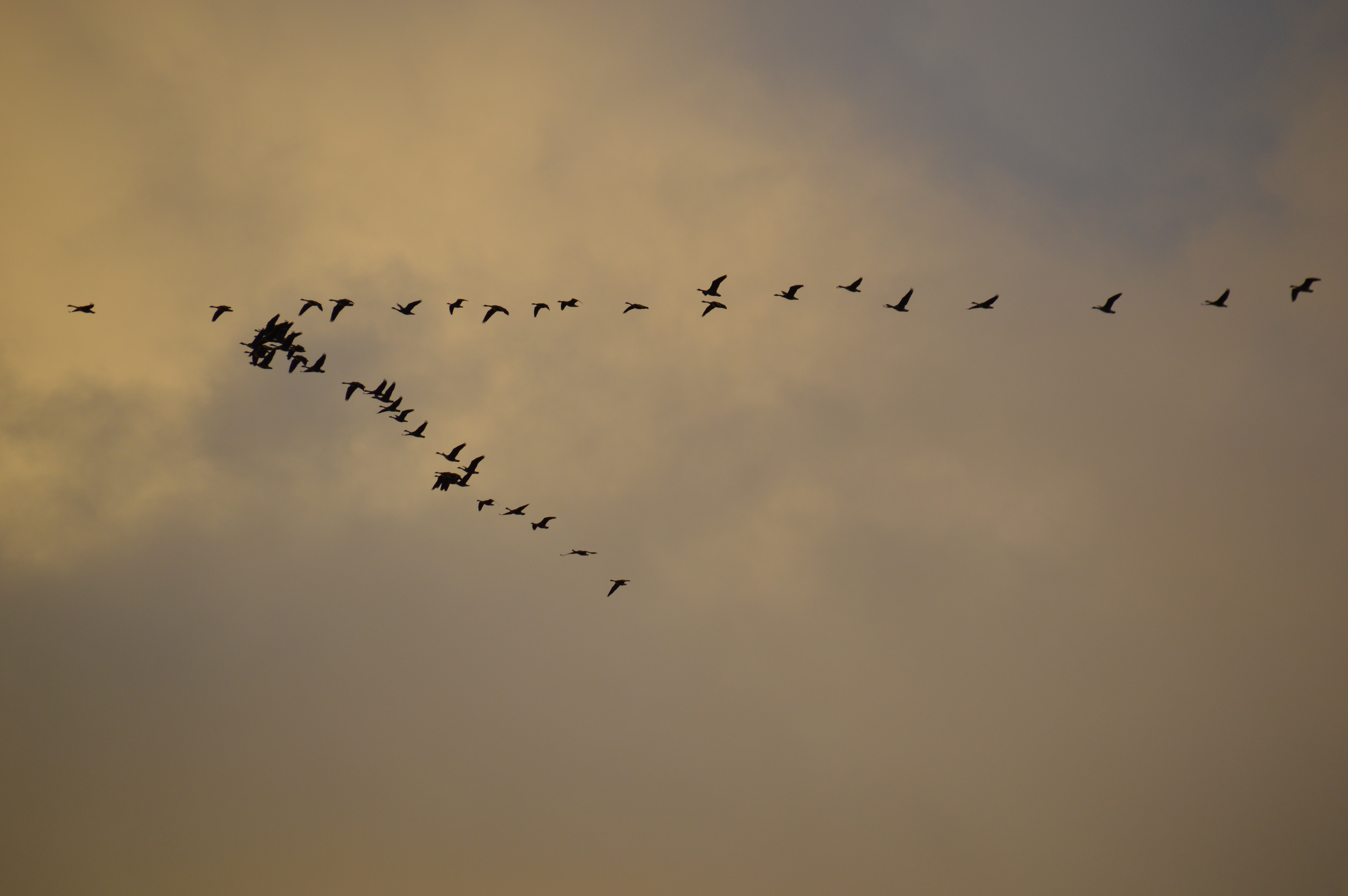 canada-geese-flying-in-v - Lake of the Woods