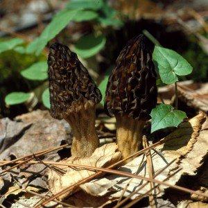 two morel mushrooms