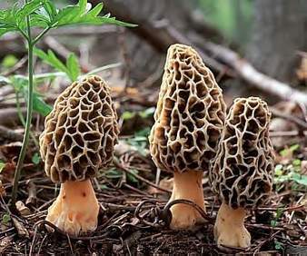 3 morel mushrooms
