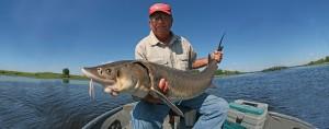 Sturgeon, Rainy River, Lake of the Woods
