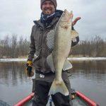 WALLEYE ON THE RAINY RIVER