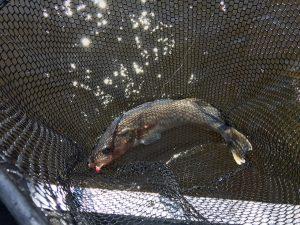 Walleye in net