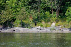 Black Bear on hind legs, Lake of the Woods