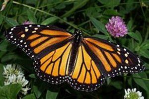 monarch_minnesota-state-butterfly4