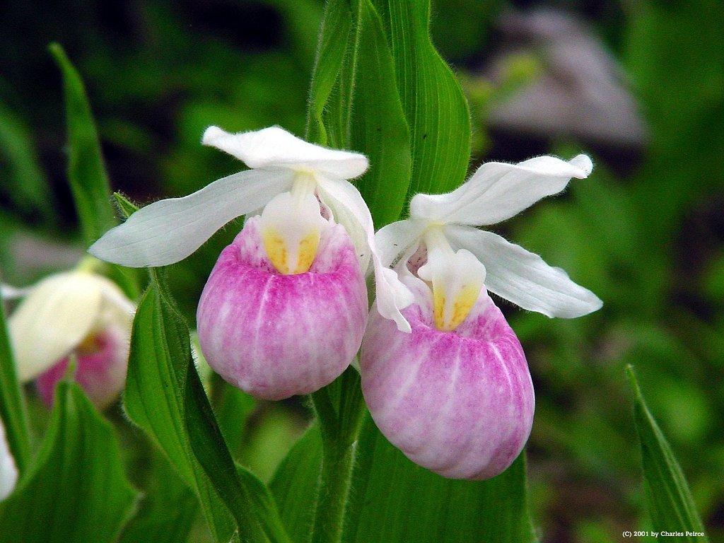Lady slipper and wildflowers around the 