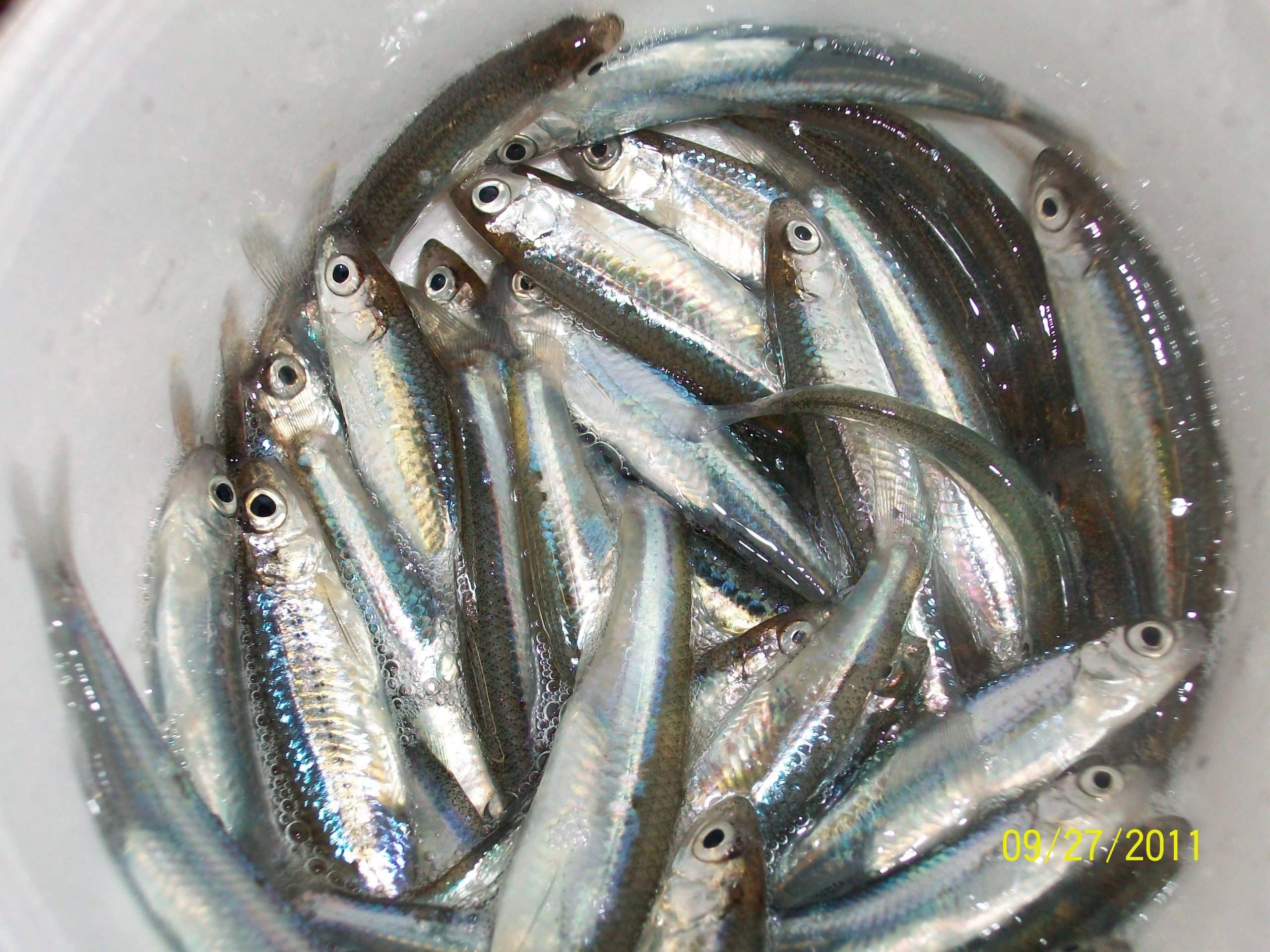 Emerald shiners Rainy River