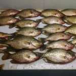 SUNSET LODGE CRAPPIES