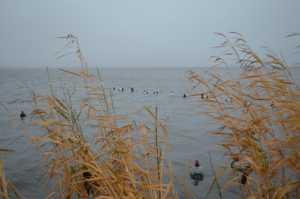 DECOY SPREAD ON THE LAKE