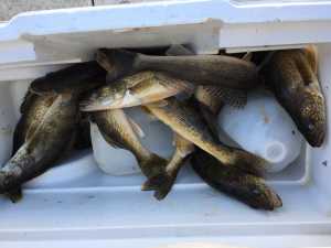 limit-of-walleyes-in-cooler