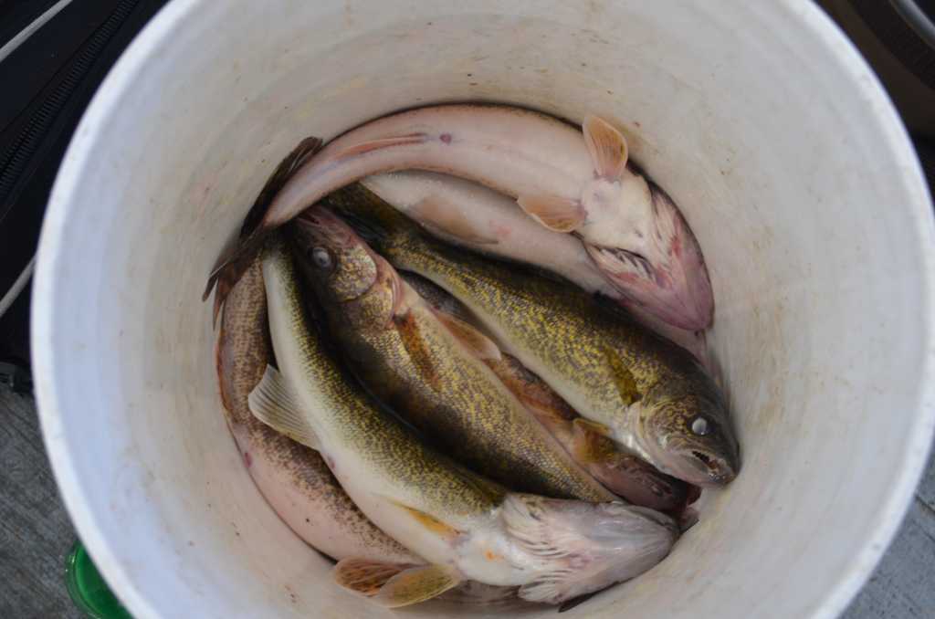 Bucket of fish Lake of the Woods