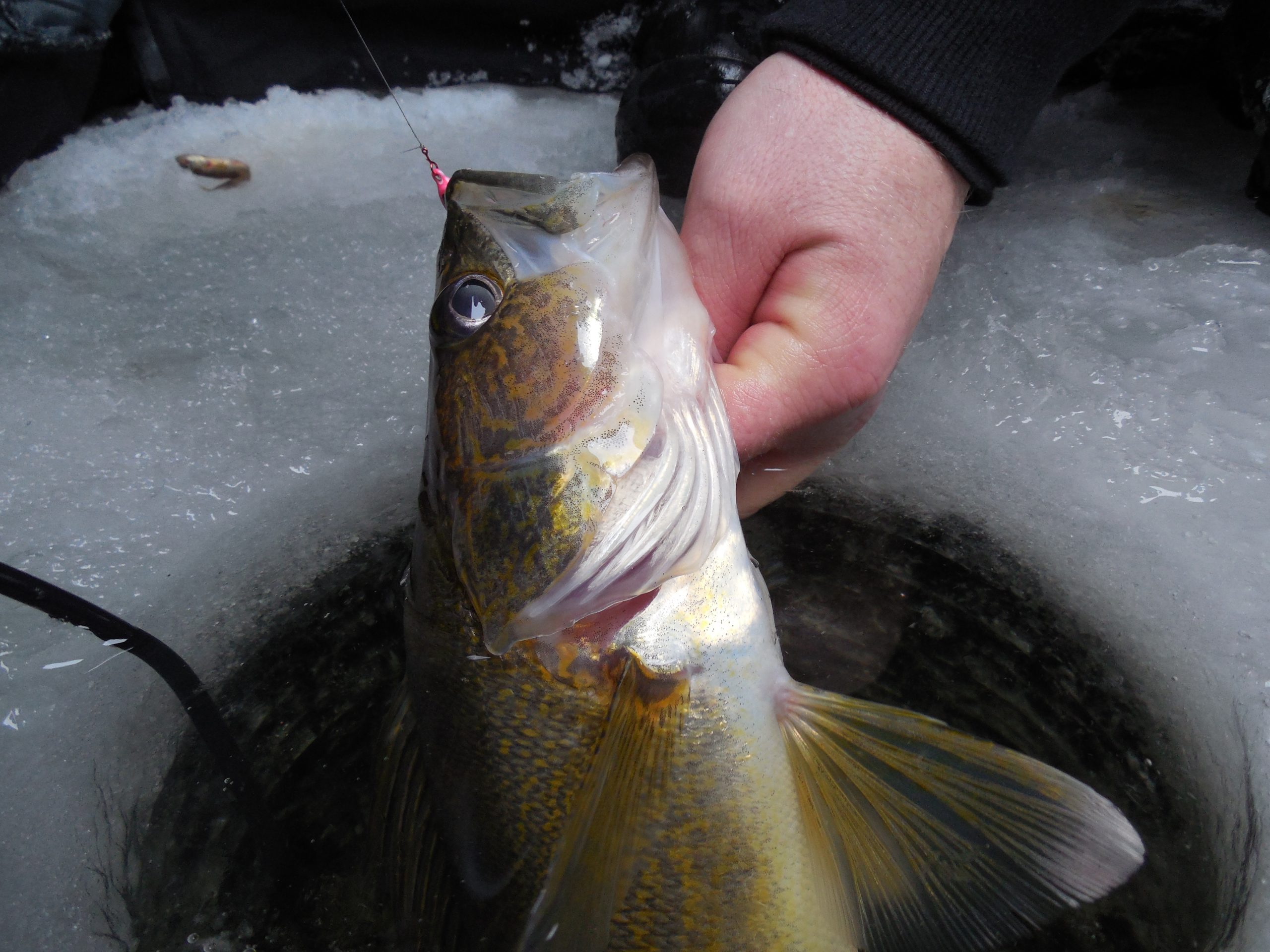 Icing Mid Winter Walleyes and Saugers - Lake of the Woods