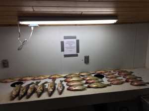Walleyes, crappies, jumbo perch_cleaning table_Sunset Lodge_Feb_2017