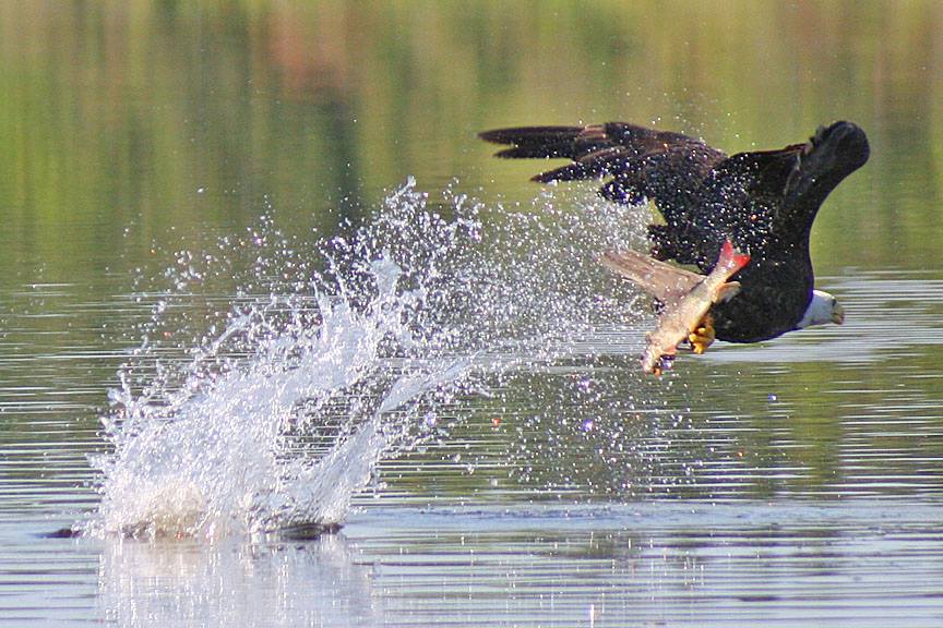 Eagle grabbing redhorse on the Rainy River