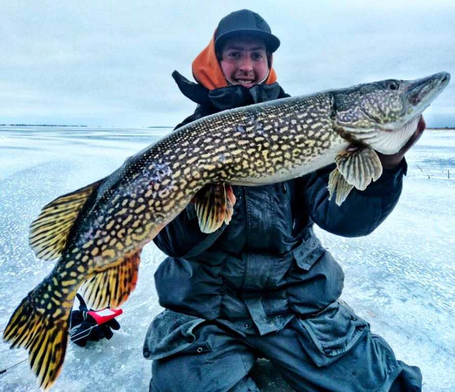 The Northern Pike of Lake of the Woods - Lake of the Woods