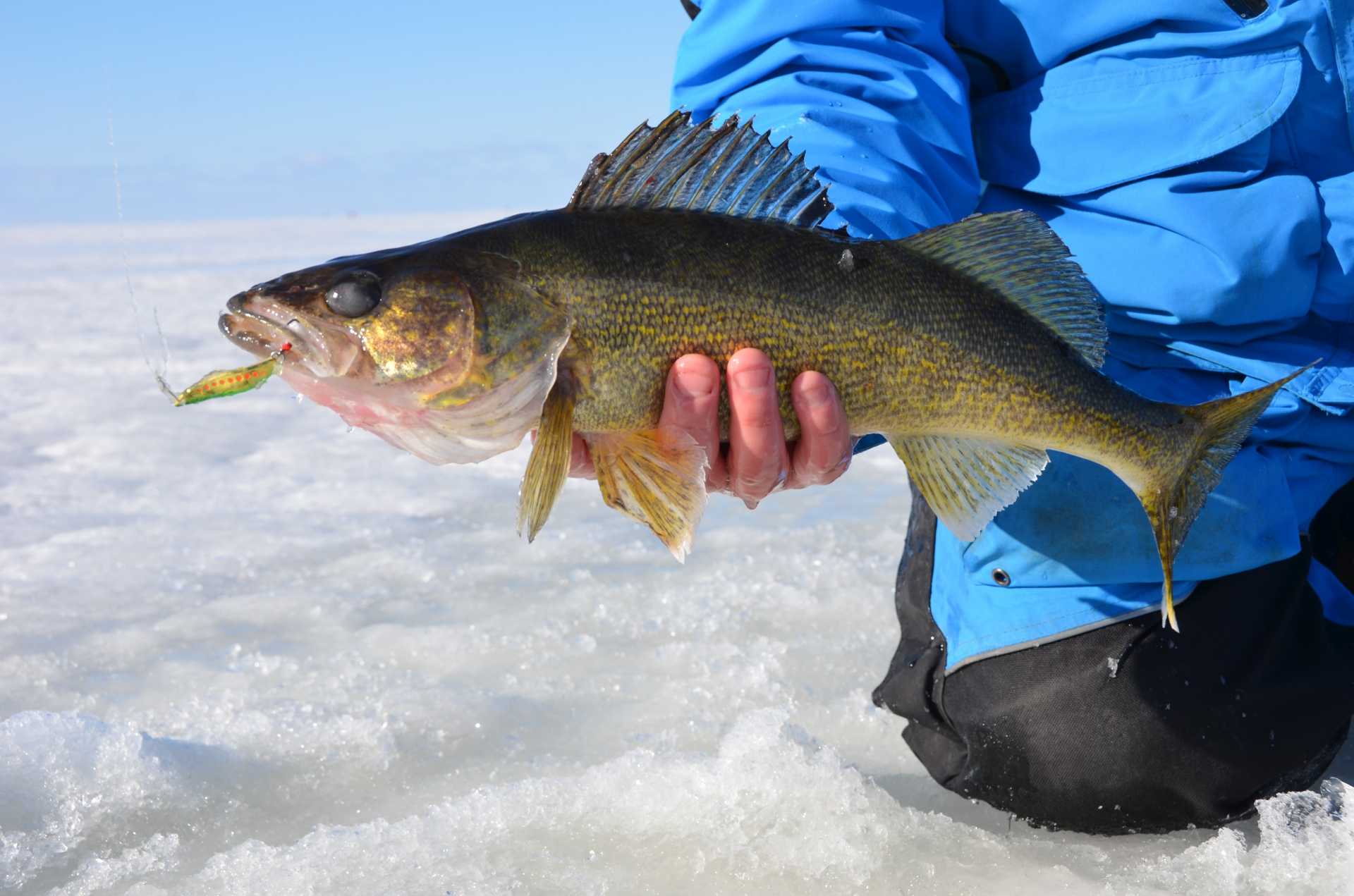 March ice fishing for walleyes and pike on Lake of the Woods