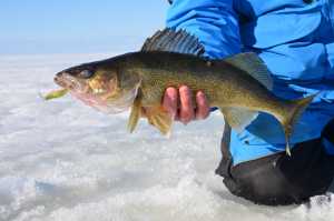Winter Walleye catch, LAKE OF THE WOODS