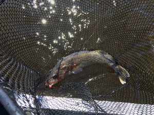 walleye in net, Lake of the Woods