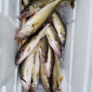 Rules To Package Fish for the Trip Home - Lake of the Woods