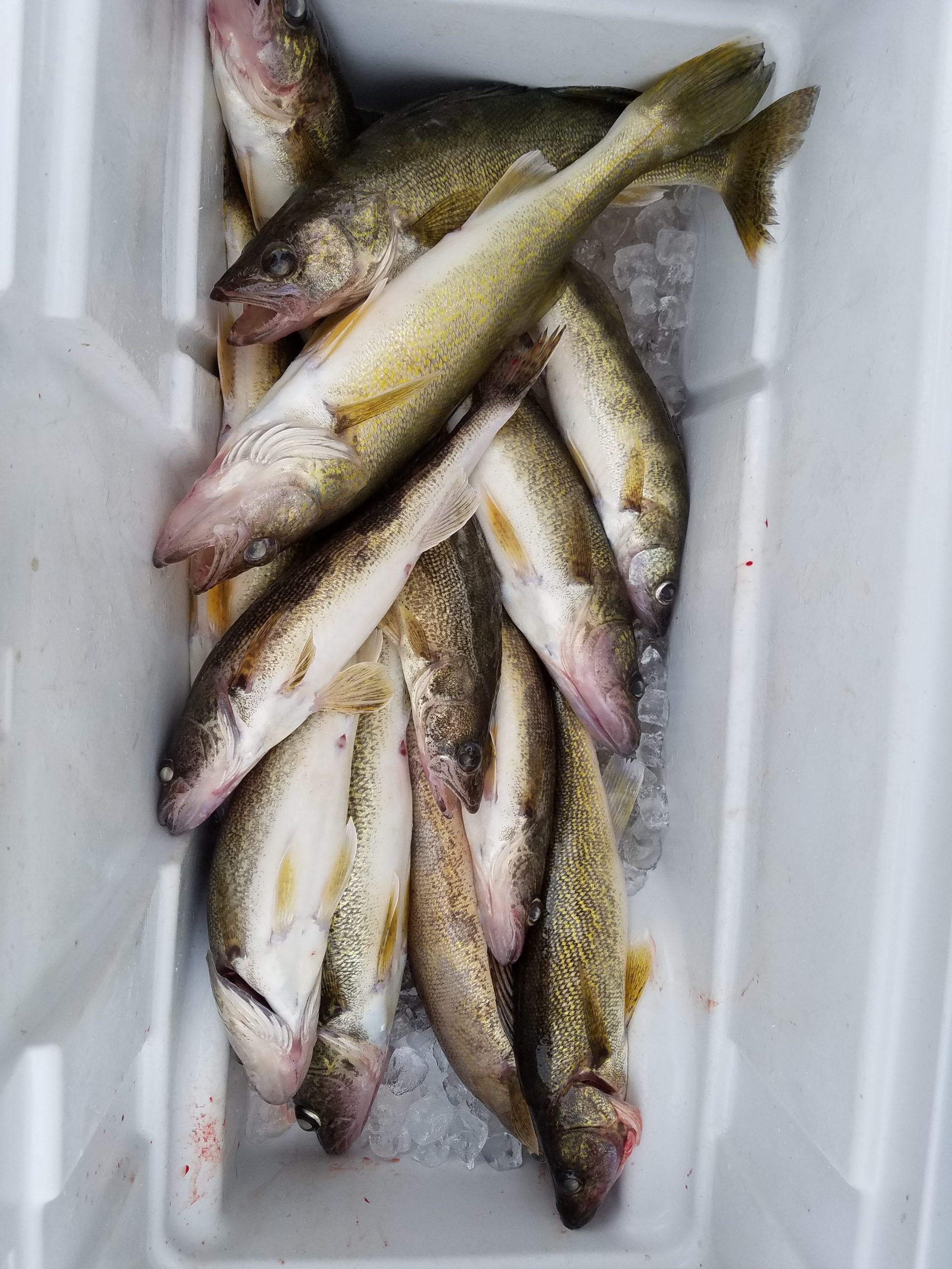 Crawler Harnesses Producing Numbers of Walleyes - Lake of the Woods