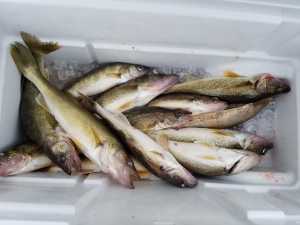 cooler of walleyes, Lake of the Woods