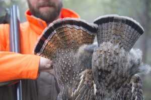two ruffed grouse low howard comm 640x426