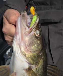 Walleye with jig, Lake of the Woods