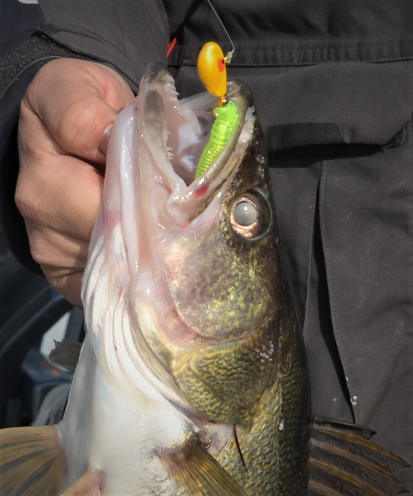 Spring fishing on Lake of the Woods and the Rainy River