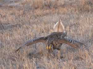 Sharp-tailed grouse, Lake of the Woods