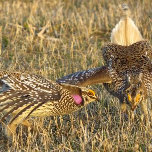 sharp-tailed grouse, Lake of the Woods