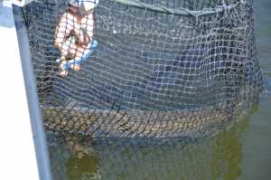 Muskie in net, Lake of the Woods