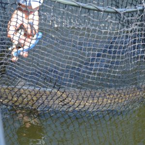 Muskie in net, Lake of the Woods
