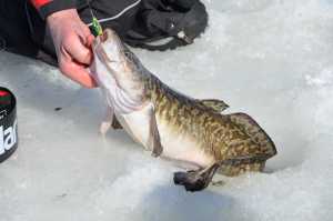 Eelpout on ice, Lake of the Woods