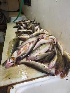 walleyes and saugers in fish cleaning house, Lake of the Woods