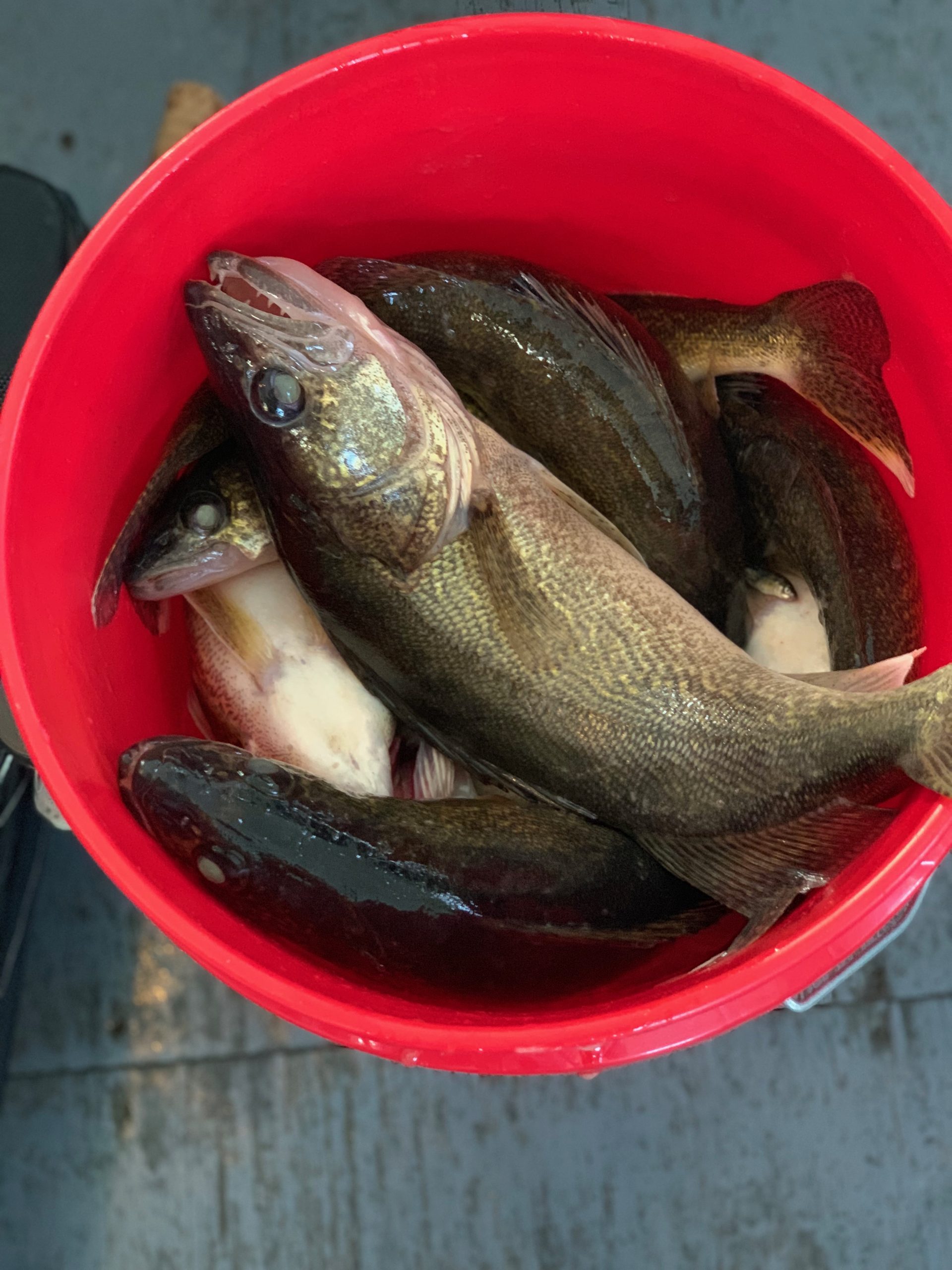 Lake of the Woods Tourism wins Walleye Wars reaches big numbers