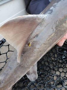 Report tagged sturgeon from Rainy River and Lake of the Woods