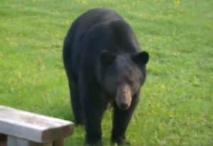 Black bear, Lake of the Woods