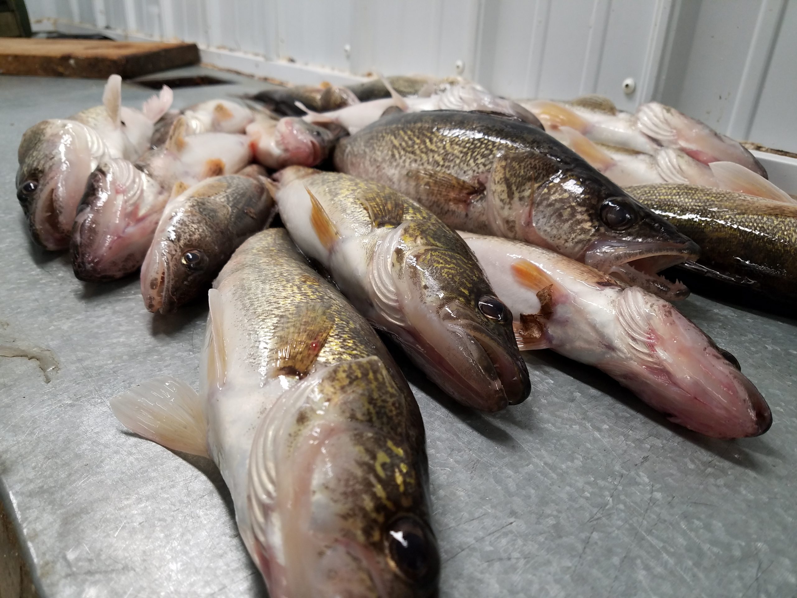 https://lakeofthewoodsmn.com/wp-content/uploads/2019/05/fish-cleaning-table-with-walleyes-sauger-perch-1-scaled.jpg