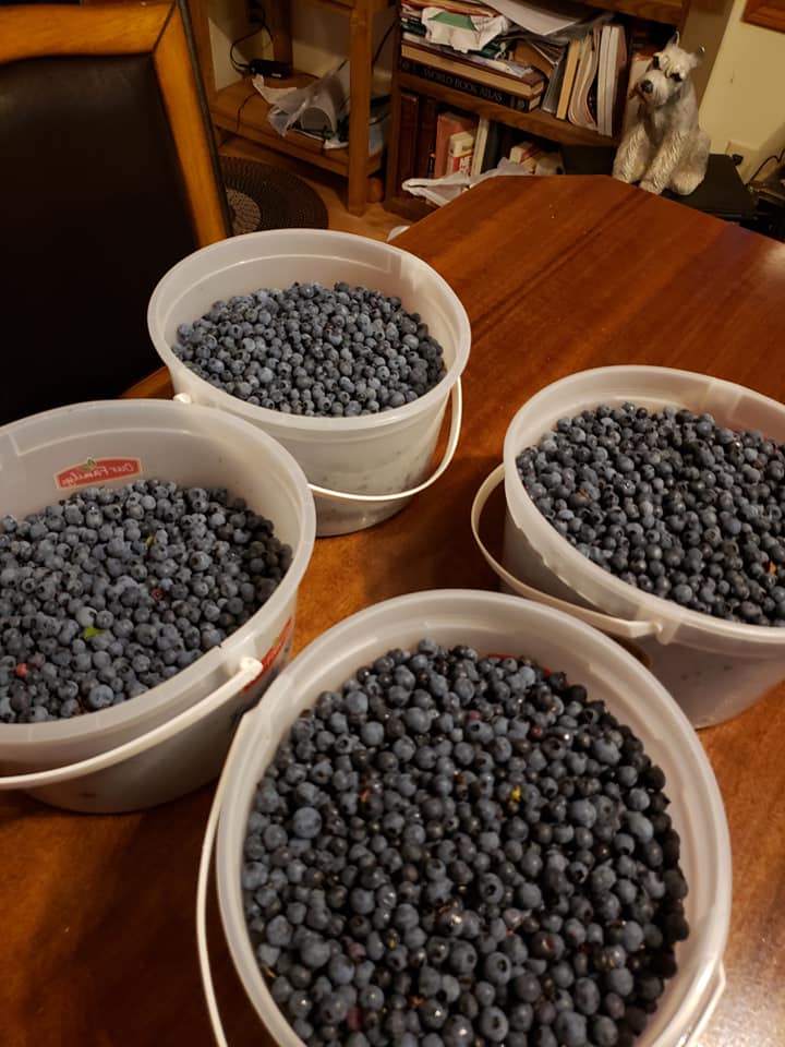 Blueberry Picking Lake of the Woods MN