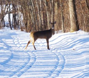 Wildlife can be found while Cross Country Skiing at Zippel Bay State Park