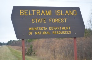 Travel through Beltrami State Forest while heading to Lake of the Woods