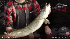 Big pike in fish house, Lake of the Woods