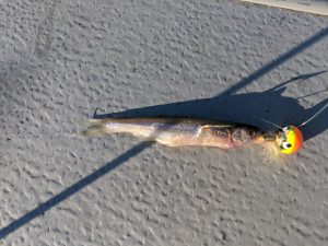 Tips on Jigging Lake of the Woods Walleyes - Lake of the Woods