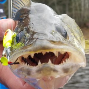 MYHRE: In the fall, walleyes want minnows or chubs