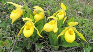 Spring Season brings yellow lady slippers