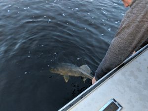 Releasing a walleye, Lake of the Woods MN
