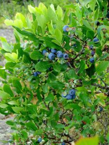 Beautiful Blueberry bush