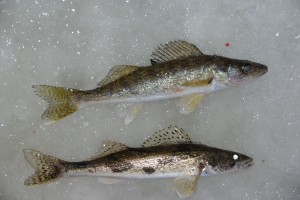 walleye vs sauger comparison, Lake of the Woods MN