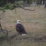 bald eagle on ground 150x150 1