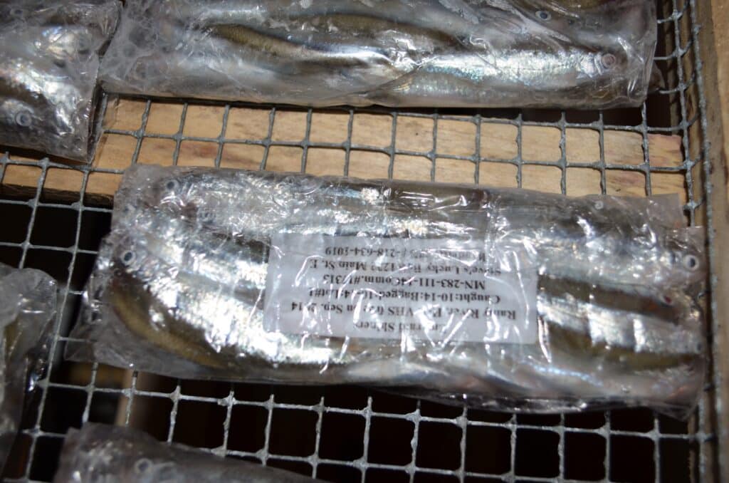 Bag of frozen emerald shiners, Lake of the Woods MN